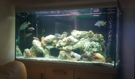 aquarium CICLIDES DU MALAWI