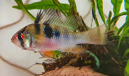 aquarium Actuel 96L