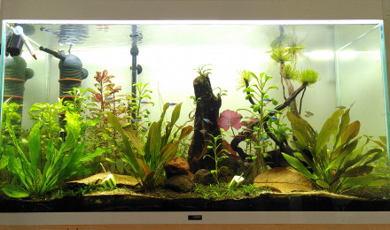 aquarium Aquarium Ciano 240L