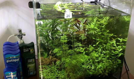 aquarium Dennerle nano 60 litres