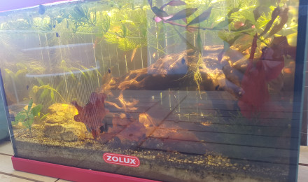 aquarium Chez les Daphnies