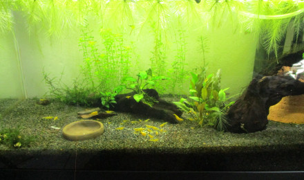 aquarium 60L Neocaridina Yellow neon et danio margaritatus