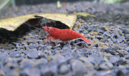 aquarium 17l neocaridina davidi var. painted fire red
