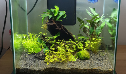 aquarium Mon premier Nano  30L