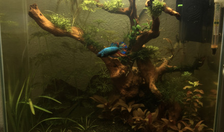 aquarium Betta Plakat Halfmoon