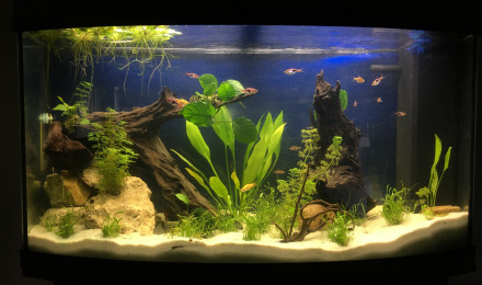 aquarium My first