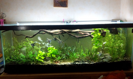 aquarium 350L Scalaires