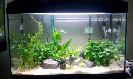 aquarium 85L Meeki