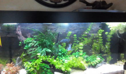aquarium Bac 360L Meeki