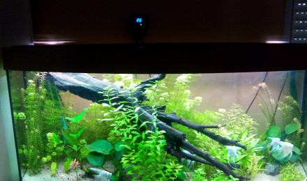 aquarium Bac 300L Léo