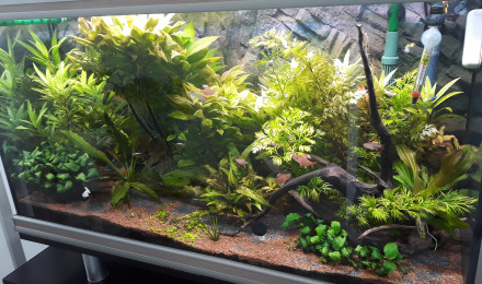 aquarium 200L