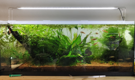 aquarium 1er Asiatique 180L
