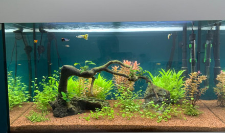 aquarium Le Paradis des poissons