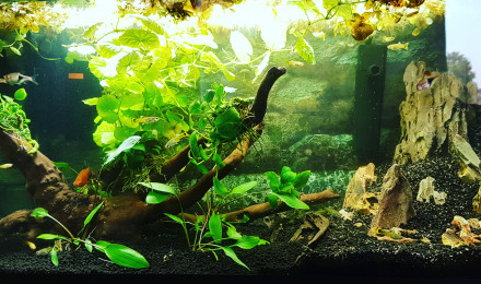 aquarium Amazonien