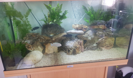aquarium Cichlidée