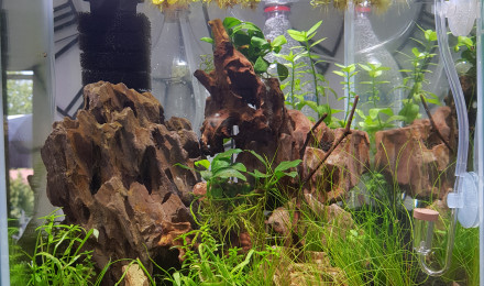 aquarium Pour betta aqua vide pour le moment