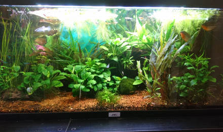 aquarium MON COMMUNAUTAIRE