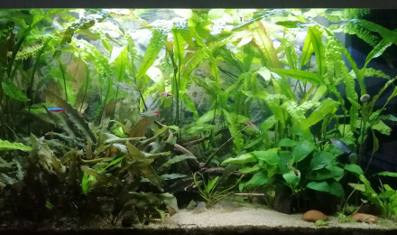 aquarium 125L communautaire
