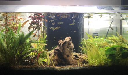 aquarium Bac Principal
