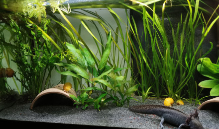 aquarium Axolotls