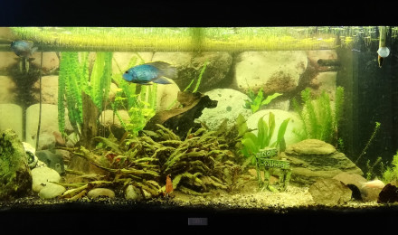 aquarium Début low-tech