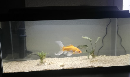 aquarium Poisson rouge comete