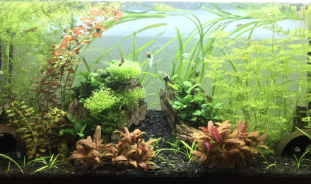 aquarium Guppy - Red cherry - Caridina Japonica - Ancistrus