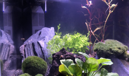 aquarium Aquascape betta