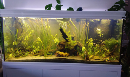 aquarium Presque amazonien