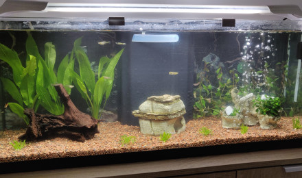 aquarium Endler