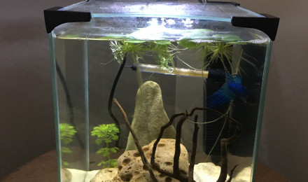 aquarium Nano Betta