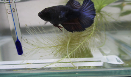 aquarium 22L Betta splendens et caridina multidentata