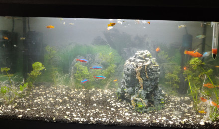 aquarium Communautaire