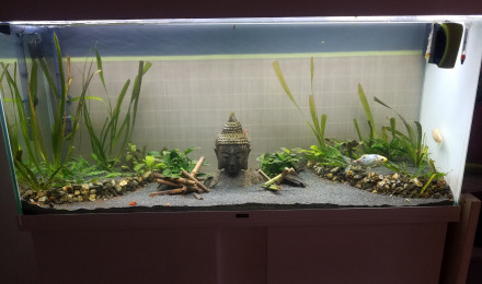 aquarium AquaPoissonRouge