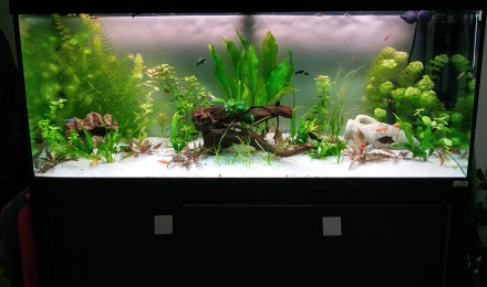 aquarium Fluval Roma 240