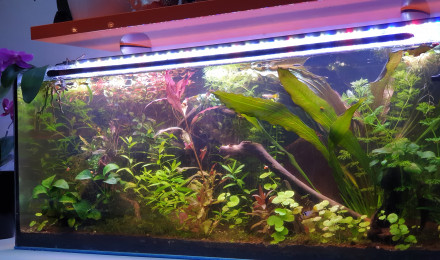 aquarium 120L Amazonien
