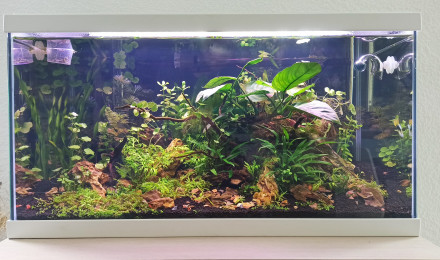 aquarium Coronaquascape