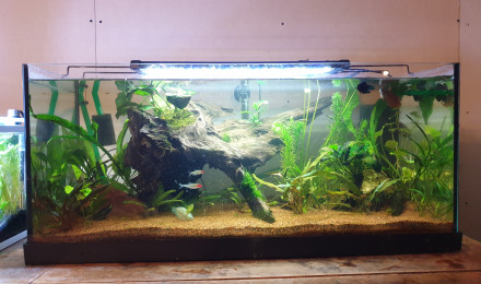 aquarium 1 er aquarium 100 l