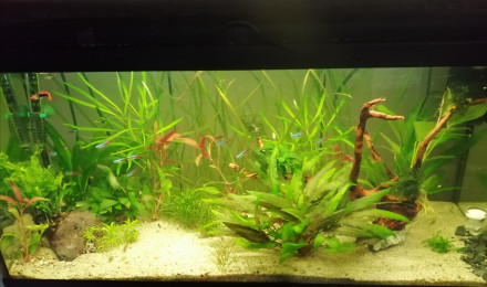 aquarium Premier aquarium