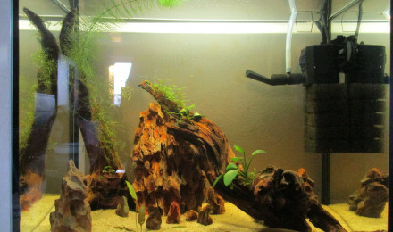 aquarium 25L Neocaridina davidi var. Blue Dream