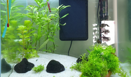 aquarium 50L
