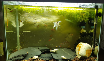 aquarium Aquarium 100 litres