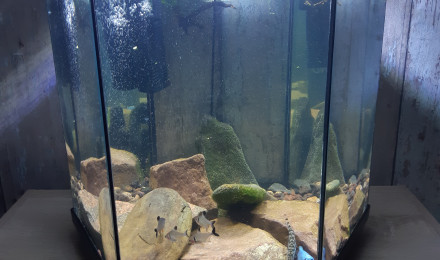 aquarium Aquarium 4