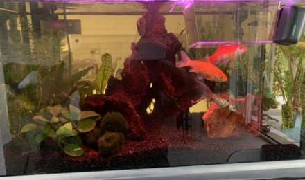 aquarium 60L