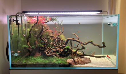 aquarium Optiwhite-250L