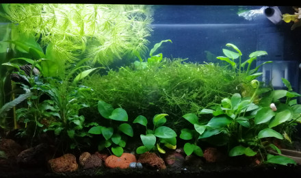 aquarium 20L Neocaridina Yellow