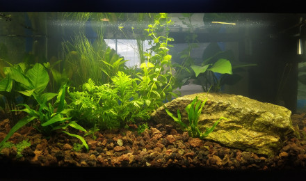 aquarium Granit House