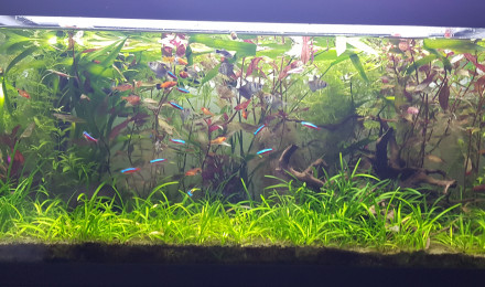 aquarium 180l Communautaire