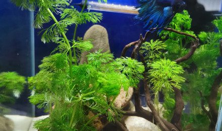 aquarium Nano Betta