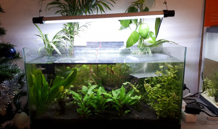 aquarium Grand bac